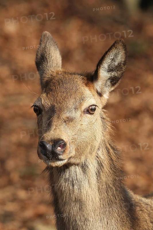 Red deer (Cervus elaphus) Portrait of a female in winter coat, Allgäu, Bavaria, Germany