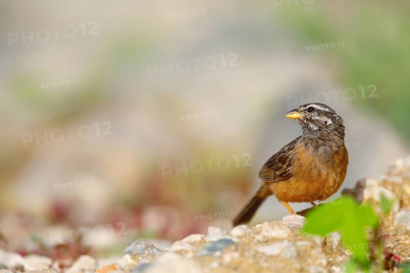 Africa, Oman, cinnamon-breasted bunting (Emberiza tahapisi), Tawi Atayr, Salalah, Dhofar, Oman