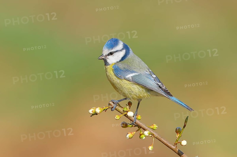 Blue tit (Parus caeruleus), sitting on a thin branch, spring, nature photography, wildlife, animals, birds, tits, Siegerland, North Rhine-Westphalia, Germany