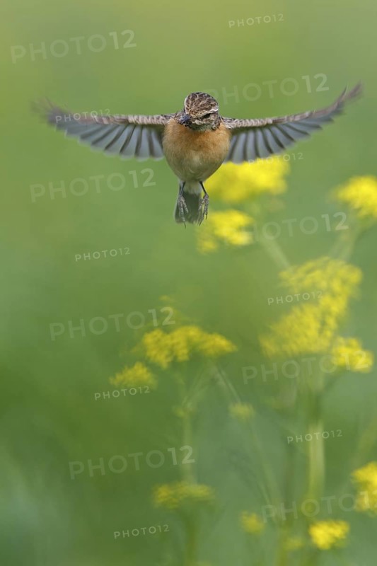 European Stonechat (Saxicola rubicola) female flying, Rhineland-Palatinate, Germany