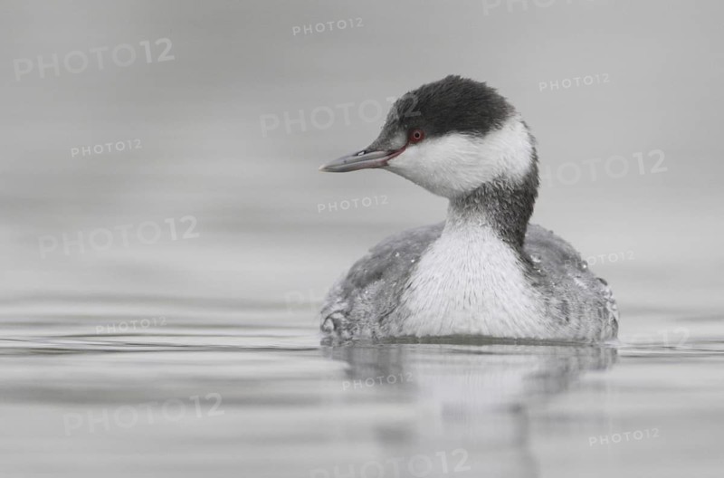 Horned Grebe (Podiceps auritus), California, USA