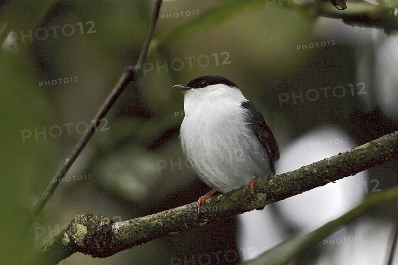 White-bearded Manakin (Manacus manacus), Ecuador