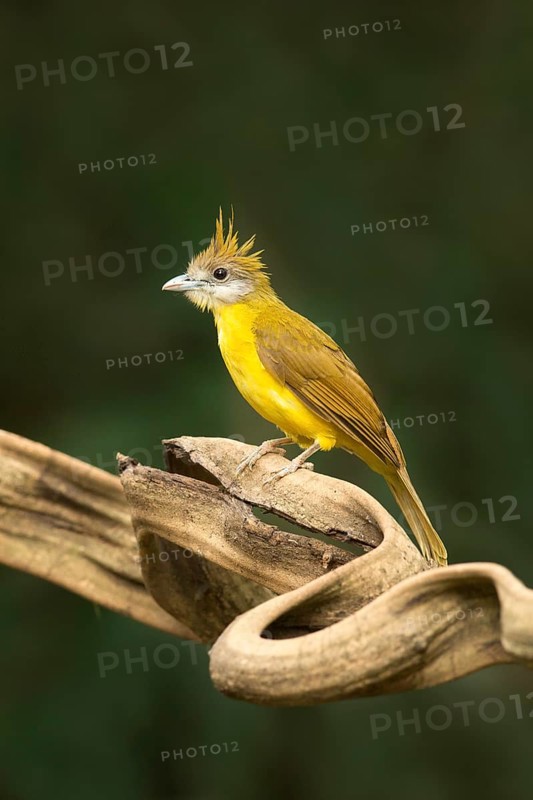 White-throated Bulbul (Alophoixus flaveolus), Yunnan, China