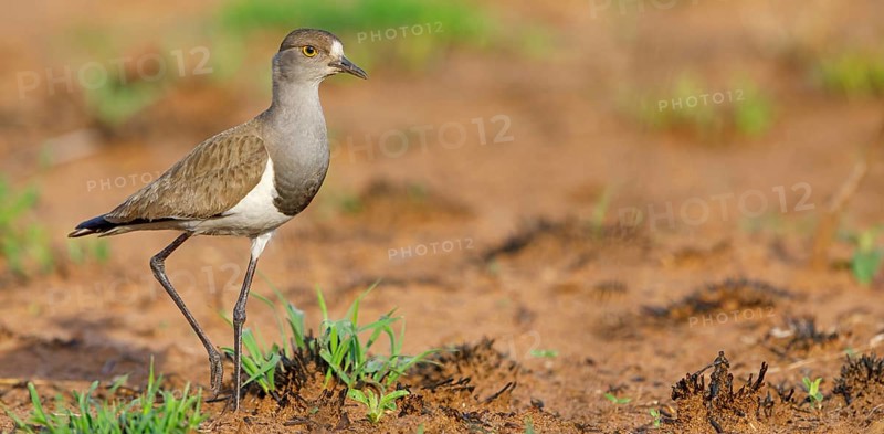 Lapwing (Vanellus lugubris), animals, birds, biotope, habitat, foraging, wader, plover family, Mkuze Game Reserve, Mkuze, KwaZulu-Natal, S¸dafrica