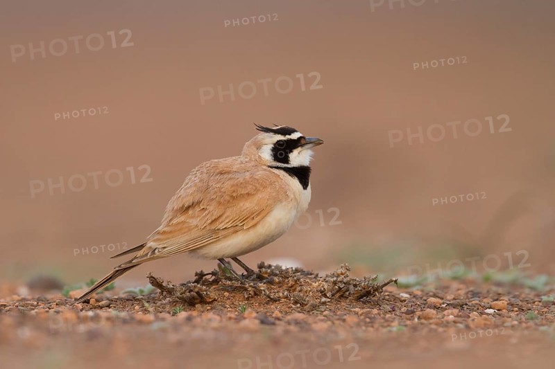 Temminck's Horned Lark - Saharaohrenlerche - Eremophila bilopha, Morocco