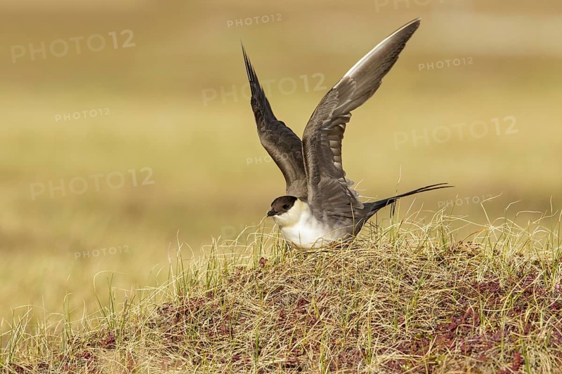 Long-tailed Jaeger (Stercorarius longicaudus) perched on the tundra in Nome, Alaska