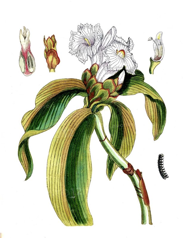 Costus arabicus, costus, digital reproduction of a historical original, between 1790 and 1810
