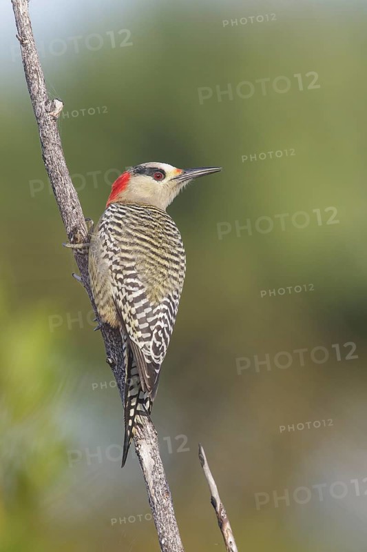 West Indian Woodpecker (Melanerpes superciliaris) perched on a branch in Cuba