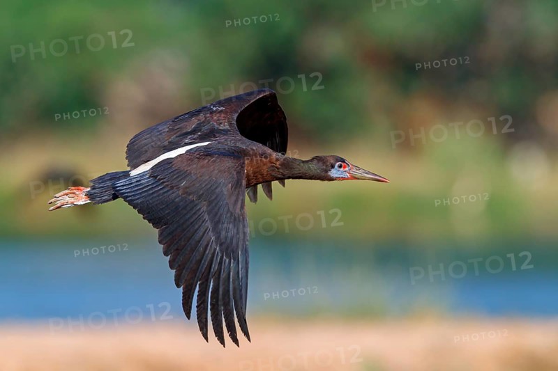 Abdim's stork, rain stork, Abdim, (Ciconia abdimii), African stork species, family of storks, Raysut Water Treatment Plant, Salalah, Dhofar, Oman