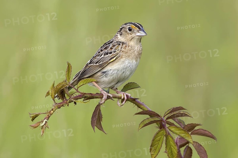 Grasshopper Sparrow (Ammodramus savannarum), Pennsylvania, USA