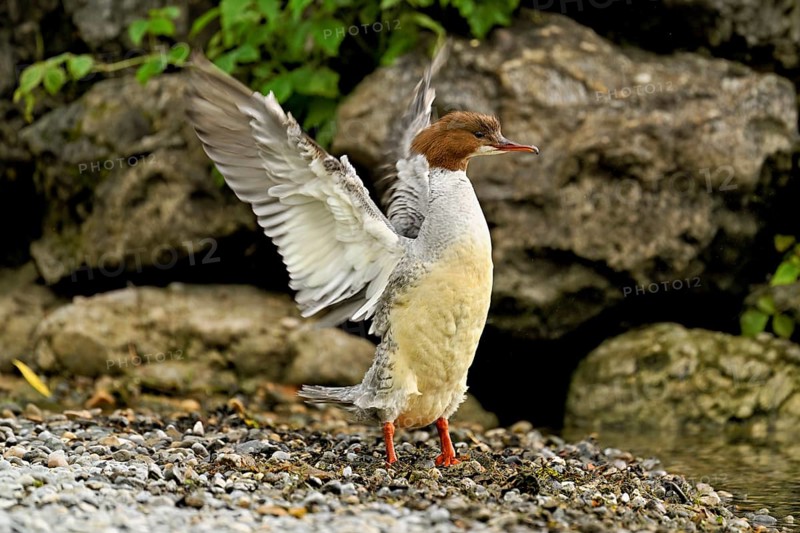 Goosander (Mergus merganser), female shaking her wings, Lake Zug, Cham, Canton Zug, Switzerland