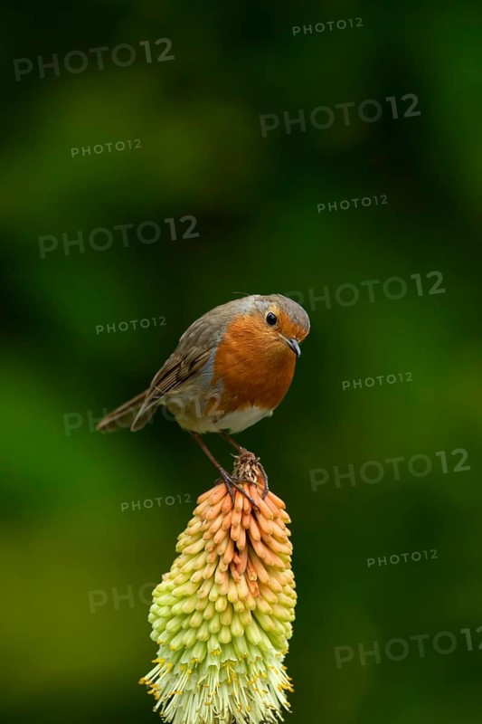 European robin (Erithacus rubecula) adult garden bird on a Red hot poker flower in summer, England, United Kingdom