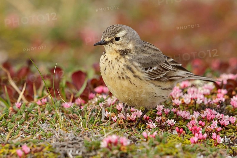 American Pipit (Anthus rubescens) perched on the tundra in Nome, Alaska