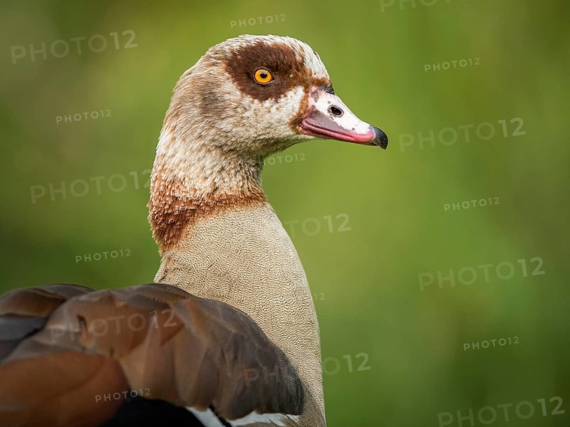 Egyptian Goose (Alopochen aegyptiaca) male, Hesse, Germany