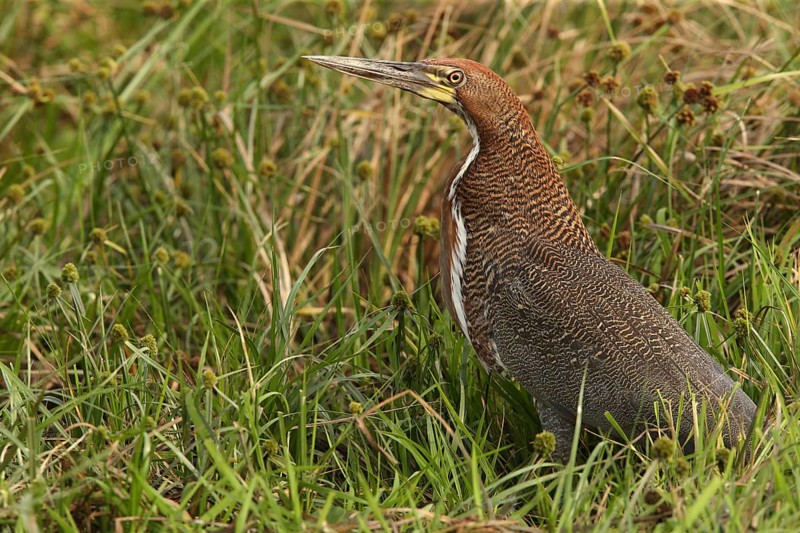 Rufescent Tiger Heron (Tigrisoma lineatum) juvenile perched on the ground, Los Llanos, Venezuela
