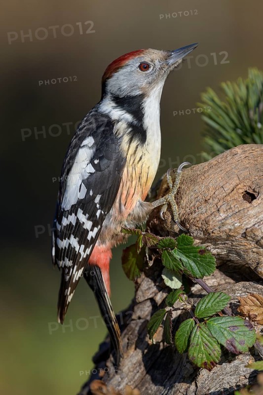 Middle Spotted Woodpecker (Leiopicus medius), on deadwood, Biosphere Reserve, Swabian Alb, Baden-Württemberg, Germany