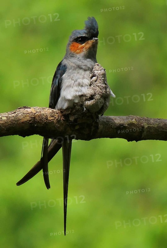 Crested Treeswift (Hemiprocne coronata) male with chick, Maharashtra, India