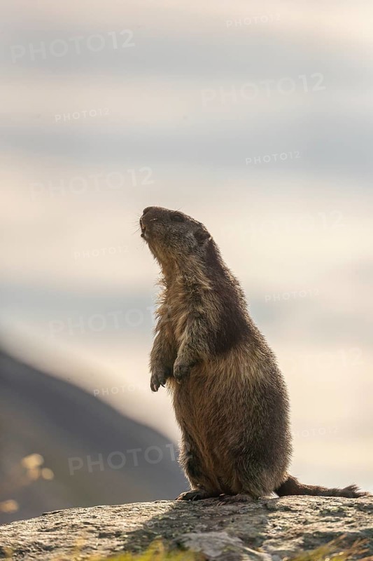 One adult Alpine Marmot, Marmota marmota, standing erected on a rock. Backlit scene with a bright grey sky in the background