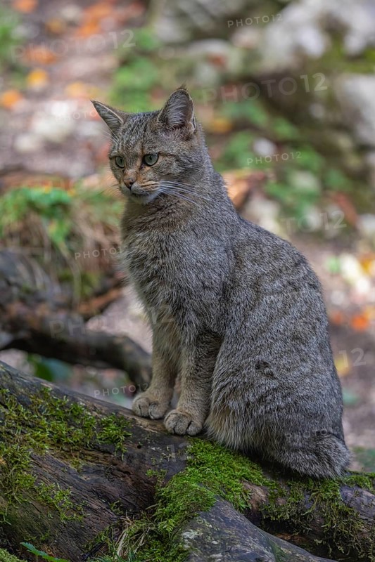 One European wildcat, Felis silvestris silvestris, sitting on the root of a cut tree