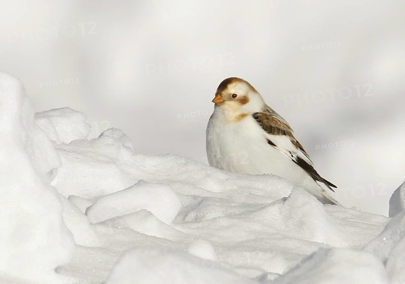 Snow Bunting (Plectrophenax nivalis), Saskatchewan, Canada