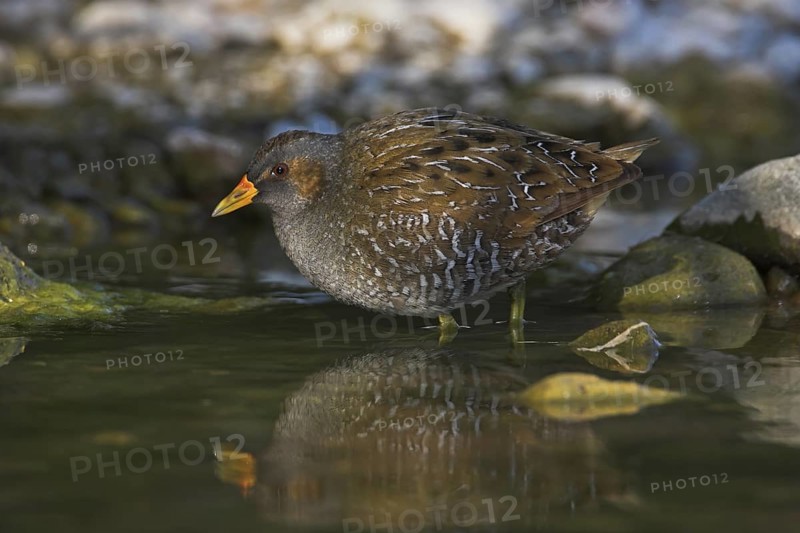 Spotted Crake (Porzana porzana), Lesvos, Greece