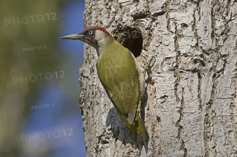 European Green Woodpecker (Picus viridis) juvenile, Saxony, Germany