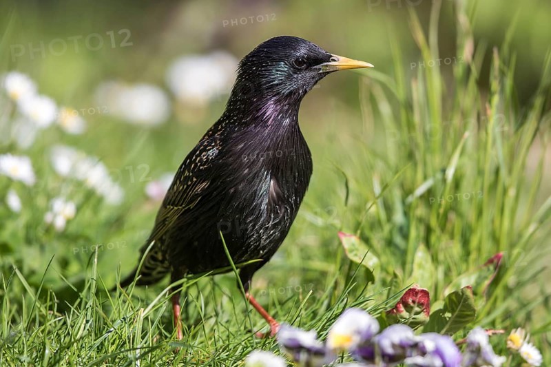 Common Starling (Sturnus vulgaris), Mecklenburg-Western Pomerania, Germany