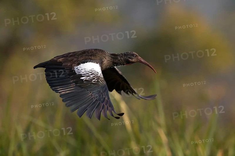 Wattled Ibis (Bostrychia carunculata) flying, Alemgono Wetland, Ethiopia