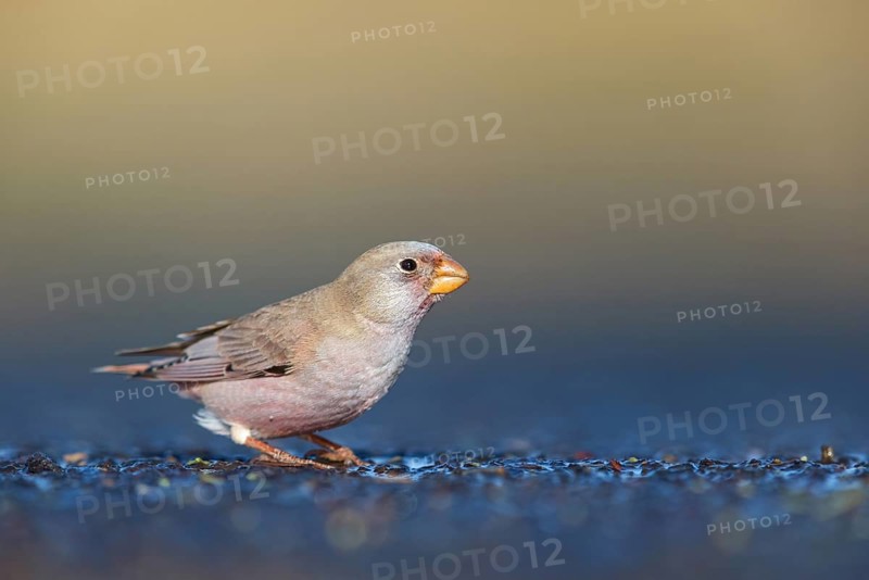 Trumpeter finch (Bucanetes githagineus), Fuerteventura, Canary Islands / Canary Islands, Spain