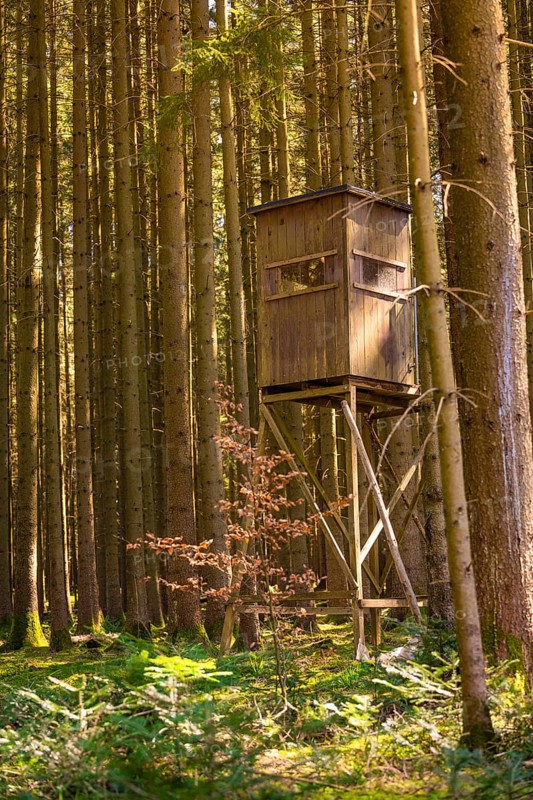 A raised hide stands between dense, tall tree trunks in a quiet forest, Calw, Black Forest, Germany