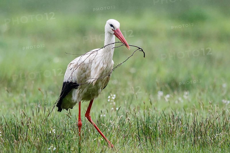 White Stork (Ciconia ciconia) with nesting material in beak, North Rhine-Westphalia, Germany