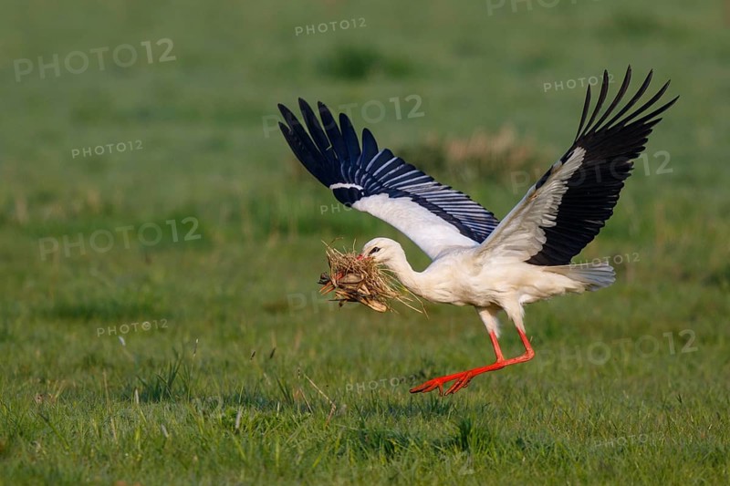 White Stork (Ciconia ciconia) with nesting material, North Rhine-Westphalia, Germany