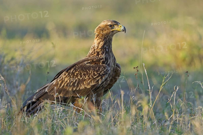 Tawny Eagle (Aquila rapax), Hluhluwe, South Africa