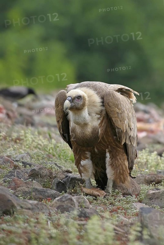 Griffon Vulture (Gyps fulvus), Rhodopen, Bulgaria