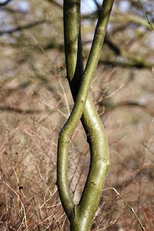 Symbolic image for friendship and solidarity, Germany
