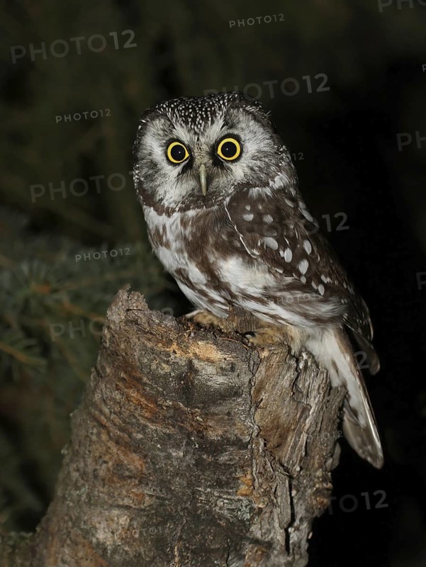Boreal Owl (Aegolius funereus), Saskatchewan, Canada