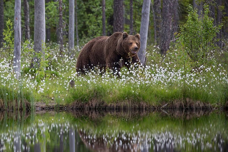European brown bear (Ursus arctos), Europe, Scandinavia, Finland