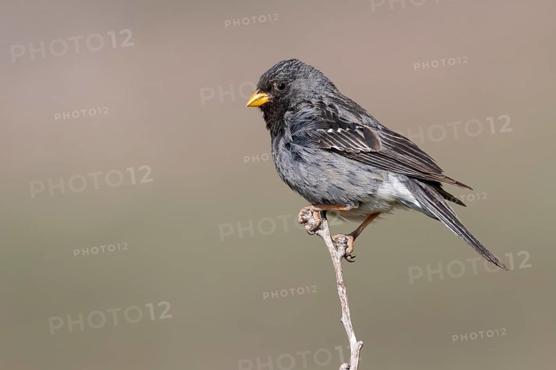 Mourning Sierra Finch (Phrygilus fruticeti) male, Metropolitana, Chile