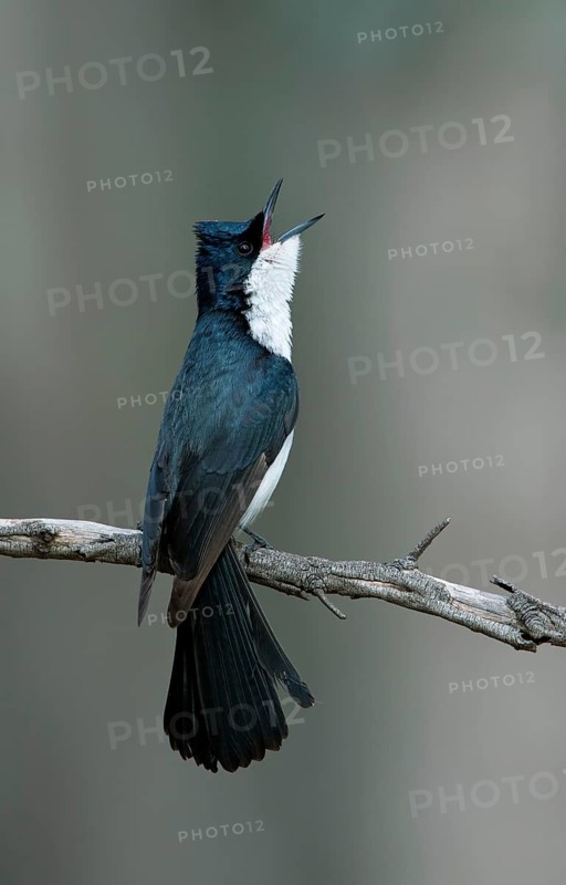 Restless Flycatcher (Myiagra inquieta) singing, Victoria, Australia