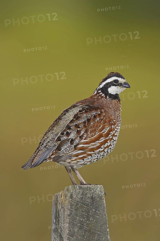 Northern Bobwhite (Colinus virginianus) male, Delaware, USA