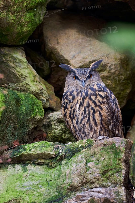 Eurasian Eagle-owl (Bubo bubo) Bavaria, Germany
