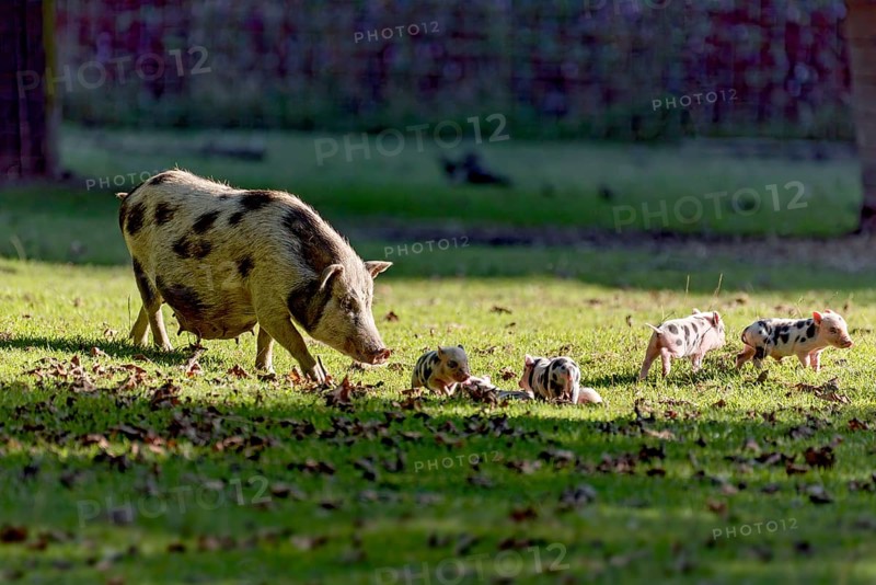 Pot-bellied pig (Sus scrofa f. domestica), large mother, sow, walking across a meadow with newborn young, piglets, oblique evening light, Poing Wildlife Park, Upper Bavaria, Bavaria, Germany