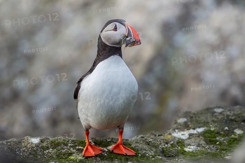 Atlantic Puffin (Fratercula arctica) with sandeel in its beak, Iceland