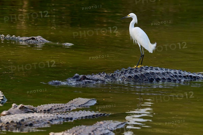 A heron stands on a crocodile in the water, surrounded by other crocodiles, Great Egret (Egretta thula), American Alligator (Alligator mississippiensis), Orlando, Florida, USA