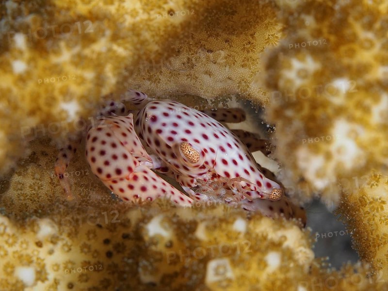 Tiger coral crab (Trapezia tigrina)
