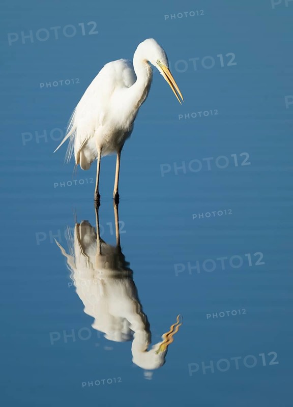Great White Egret (Ardea alba) foraging in the shallow water zone of a lake, blue water, Lower Saxony, Germany