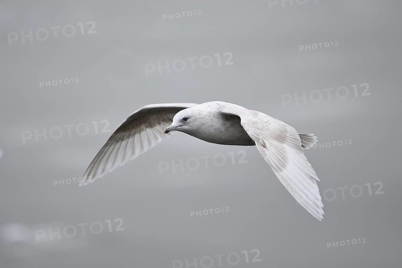 Iceland Gull (Larus glaucoides) juvenile flying, Lower Saxony, Germany