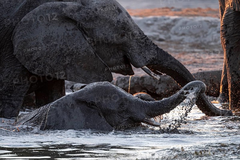 Herd of elephants, African elephant (Loxodonta africana) at the waterhole, sunset, Savuti, Chobe National Park, Botswana