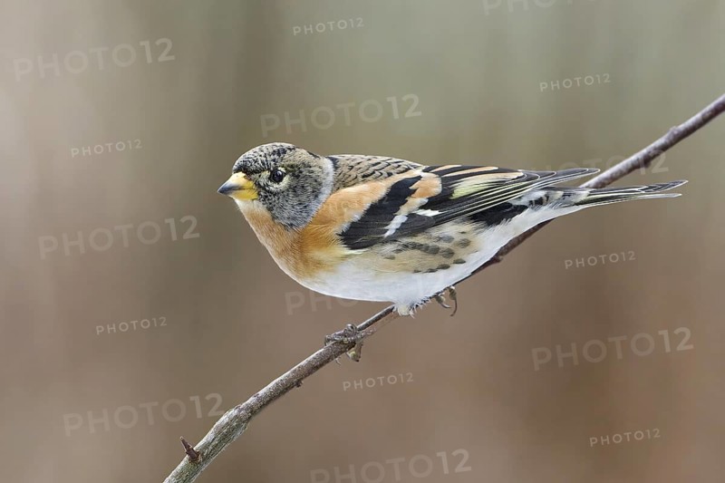 Brambling (Fringilla montifringilla) male, Saxony-Anhalt, Germany