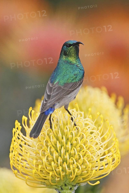 Southern Double-collared Sunbird (Cinnyris chalybeus) male, Western Cape, South Africa